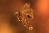 Two Detailed Fossil Flies (Diptera) In Baltic Amber #87065-1